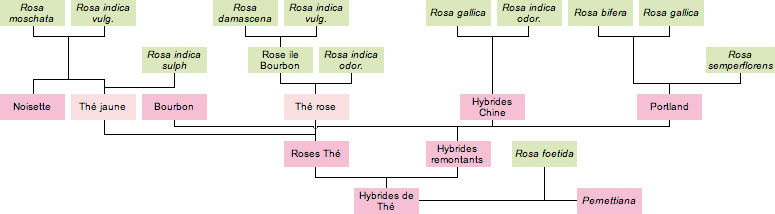 Groupes biologique et volution des rosiers