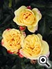 Rosier 'Lampion®' - Tan06004