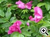 Rosier rugueux - Rosa rugosa