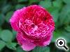 Prix d�cern�s par le Jury du Lyc�e Horticole de Lyon-Dardilly - Grandes fleurs - MR-324-HT - Non d�nomm�e - Mich�le RICHARDIER - France